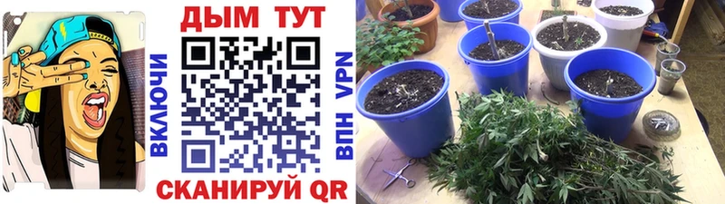 Шишки марихуана SATIVA & INDICA  что такое   Бодайбо 